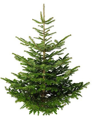 Echter Premium Weihnachtsbaum Nordmanntanne Tannenbaum Christbaum frisch geschlagen 1. Wahl versch. Größen (100-125 cm)