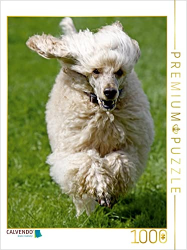 CALVENDO Puzzle Rennender Königspudel | 1000 Teile Lege-Größe 48 x 64 cm Foto-Puzzle für glückliche Stunden
