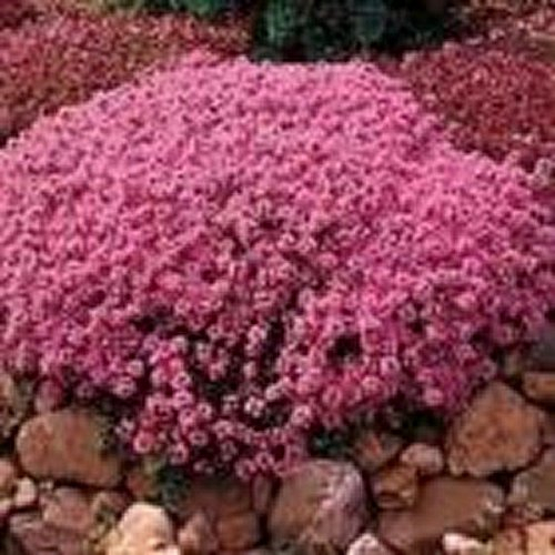 Tomillo rastrero (Thymus serpyllum Madre de tomillo) - 200 semillas