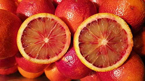 Citrus sinensis 'Sanguinea' greffé sur Volkameriana/Oranger sanguin/Conteneur de 1 à 1.9 litres/Tigette