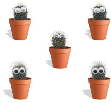 DutchLeafs Mini-Kakteen mit Augen Mix 5 Stück im Ø 7 cm Terrakotta Blumentopf - Kleine Pflanzen Mischung Kakteen Starter Set Pflegeleichte Zimmerpflanzen - Höhe 8-15 cm