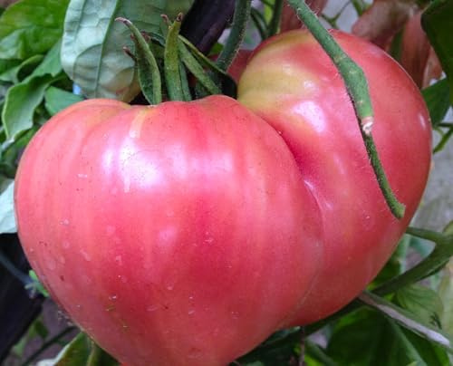 Ochsenherz Rosa Tomatensamen – rosa Fleischtomate, aromatisch, 10 Samen | Samenfest, große rosa Früchte, aromatisch & mild. Frische Ernte, hohe Keimquote. Ideal für Gewächshaus & Freiland