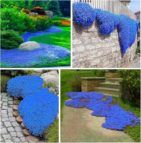 20000+ Blauer Yme Setzlinge – Dichte blaue Blüten, duftendes Laub, niedrig wachsend als Bodendecker und Randbepflanzung