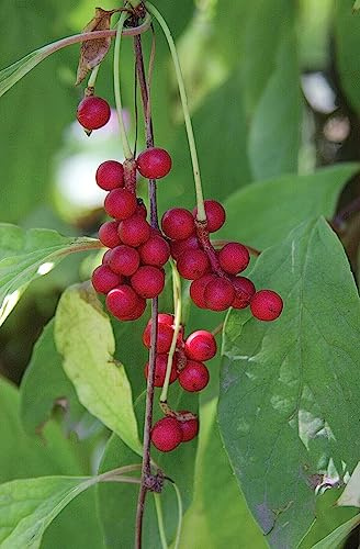 Chinesisches Spaltkörbchen Schisandra chinensis Pflanze 5-10cm Wu-Wei-Zi-Beere