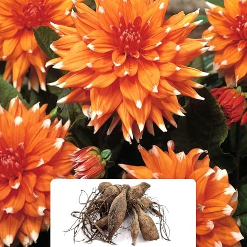1 Dahlia Cactus 'Colour Spectacle' – Stunning Yellow-Orange Blooms for Summer – Hardy Perennial Bulb – Perfect for UK Gardens & Climate Conditions