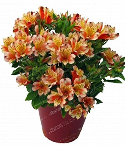 - 100 semi di giglio peruviano, fiori di giglio (non bulbi di giglio), semi di fiori di lilla, profumo debole, piante per piante da giardino domestiche 15