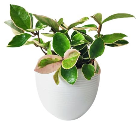 Hoya Carnosa Krimson Queen – Pianta da Interno Elegante con Fiori di Cera rosa, Altezza 25 cm, Vaso Ø 17 cm ceramica | Foglie Variegate Verdi, Bianche e Rosa