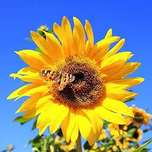 200 Pièces Graines de Tournesol Géant, Graine de Tournesol à Planter, Graines Fleurs à Semer, Semences de Fleurs pour Le Jardin, Potager et Balcon, Faciles à Planter, Croissance Rapide