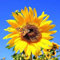 200 Pièces Graines de Tournesol Géant, Graine de Tournesol à Planter, Graines Fleurs à Semer, Semences de Fleurs pour Le Jardin, Potager et Balcon, Faciles à Planter, Croissance Rapide