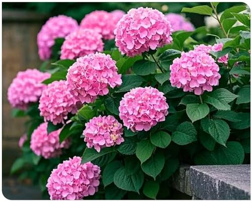 Großer Hortensienstrauch - mehrjährig - winterhart - geeignet für Freilandbepflanzung in Deutschland-A-1zwiebeln