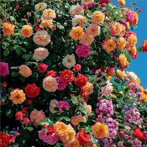 200 graines de rosier grimpant, floraison toute l'année, convient pour la décoration de jardin de balcon, couleurs vives
