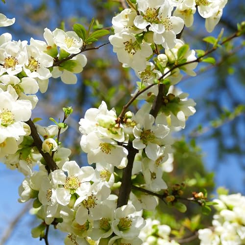 Chinesische Zierquitte Nivalis 2L - Eine einzigartige Sorte mit weißen Blüten