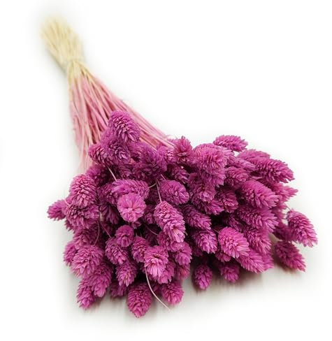 Enchanted Dekogras Getrocknetes Gras Ziergras Kanariengras Phalaris Trockenblumen Natürlich Boho Ca. 100 Stück 80 g Erikafarben