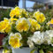 70 pcs stiefmütterchen samen winterhart - hornveilchen samen, saatgut geschenk, wildblumenwiese saatgut mehrjährig, bodendecker samen winterhart, zimmerpflanzen bienen wiese, balkon