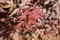 Acer palmatum 'Skeeters Broom' C 60-100 Fächerahorn 'Skeeter's Broom',winterhart, deutsche Baumschulqualität, im Topf für optimales anwachsen