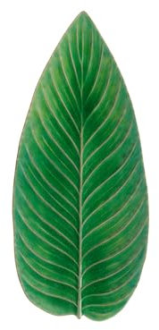 Costa Nova Teller Riviera: Steinzeug-Teller mit craquelierter Glasur, Einzigartige Strelitzienblatt-Form, Spülmaschinen- und Mikrowellenfest, Handveredelt, Stapelbar, Grün, 39,8 x 17,2 cm