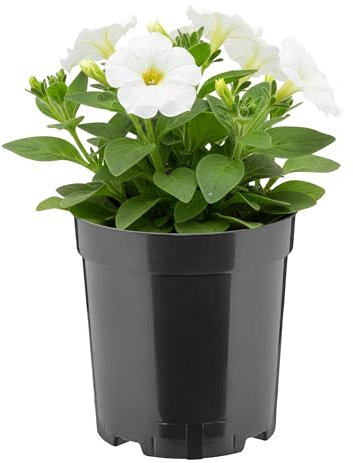 Garronda Blumentopf rund hoch Kunststoff Ø14 x 15 cm (2L) mit Drainagelöchern Pflanztopf Robustes PP Pflanzgefäß für Garten Gewächshaus Balkon Anzucht Innen Außenbereich Schwarz GD-0203