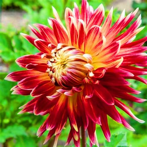 Dahlien Knollen-Winterhart MehrjäHrig,Dahlien Knollen,Dahlien Knollen Winterhart Mix,Dahlien Zwiebeln,Landschaftspflanzen,Gartenblumen,Bonsai Pflanze-10Knollen-e