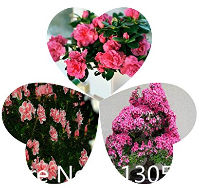 Verkauf! 200pcs 10 Arten Bonsai Rhododendron simsii Seeds 100% echte Bio-Blooming-Blumensamen Gartenpflanze