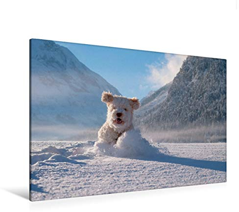 Premium Textil-Leinwand 120 cm x 80 cm quer Lagotto Romagnolo im Pulverschnee