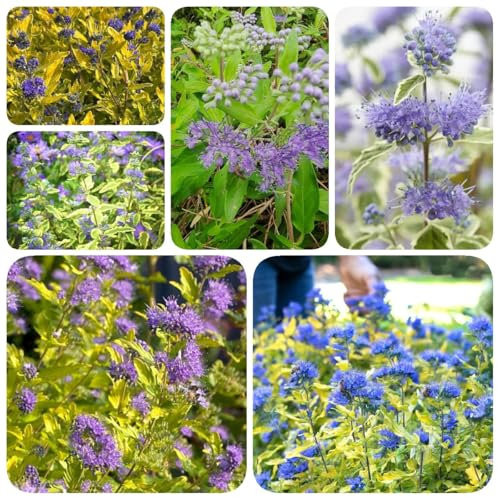 350 pcs Bartblume Samen, baumsamen, bonsai samen indoor, schattenpflanzen Bartblume Pflanze, Caryopteris clandonensis, pflanzen samen, bäume pflanzen, schnell wachsende sträucher balkon