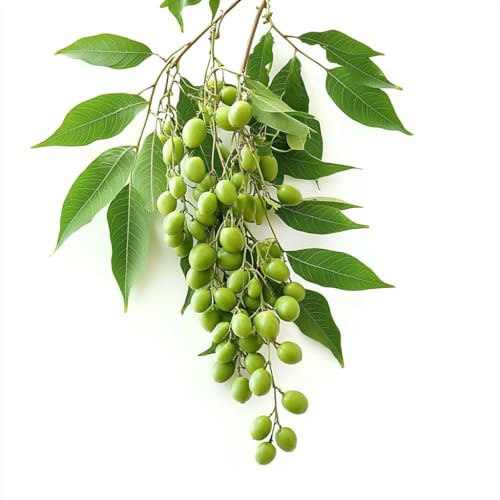 5 Samen Niem – Neem SemiSauvage Permaculture