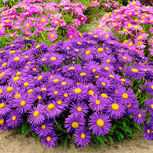 Yukio Samenhaus - 20pcs Rarität Violette Alpen-Aster Blühfreudig, Bienen und Schmetterling anziehen, Blumensamen winterhart mehrjährig in Steingärten