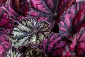 Nuevas semillas frescas de plantas de Begonia 100 piezas Aachondra