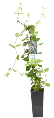 Verdecora Madreselva en maceta de 3L | Lonicera japonica | Trepadora Natural de Rápido Crecimiento | Ideal para Jardines, Muros y Cercas