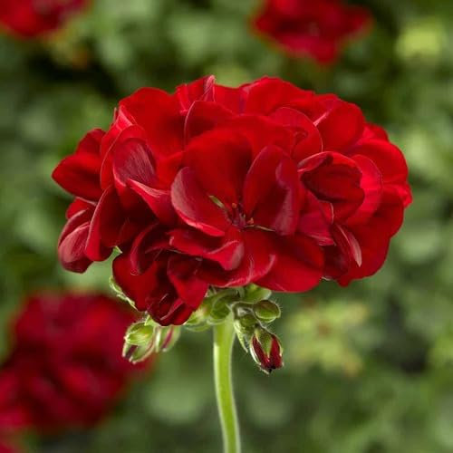 New Fresh 10pcs Red Geranium Flower Seeds
