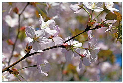 Wallario Küchenrückwand selbstklebend 90 x 60 cm, Motiv: Kirschblüten in zartem Rosa - Frühling im Garten | Spritzschutz abwischbar & pflegeleicht