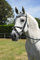 Rhinegold 0 Anatomic Mexican Bridle-Cob-Black Trense, Schwarz