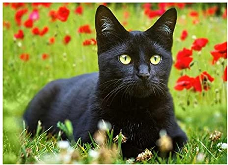 Puzzles en Papier de 2000 pièces Pour adultes - Puzzle de Chat Noir - Puzzle en Papier de qualité supérieure Pour adultes et Enfants - Puzzles uniques Pour la détente - Cadeaux Pour Les Amateurs de p