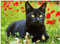 Puzzles en Papier de 2000 pièces Pour adultes - Puzzle de Chat Noir - Puzzle en Papier de qualité supérieure Pour adultes et Enfants - Puzzles uniques Pour la détente - Cadeaux Pour Les Amateurs de p