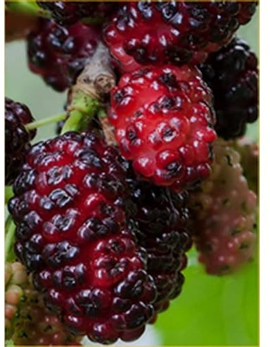 Gelso albero da frutta di 3 anni 170 cm vaso 22 foto reale Vivaio Annese (rosso)