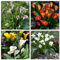Bulbos de cala - Colores variados - Juego de varios bulbos - Plantas perennes de floración estival-8bulbos-A