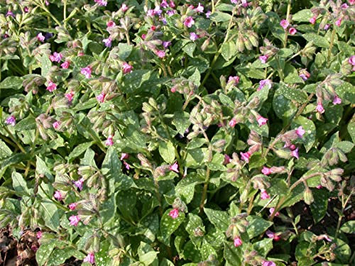 Pulmonaria saccharata 'Mrs Moon' ca. 9x9 cm Topf - Lungenkraut, rosa-blaue Blüten, Blütezeit März-Mai, ideal für schattige Beete, bienenfreundlich, pflegeleicht