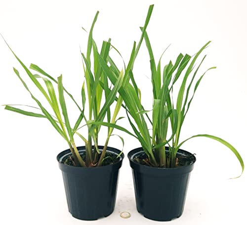 POWERS TO FLOWERS - LEMON GRASS BIO, 2 PIANTE, Vaso 14cm diametro, pianta vera