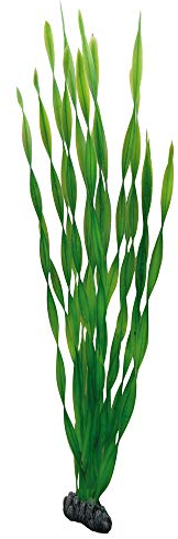 Hobby Vallisneria, 60 cm
