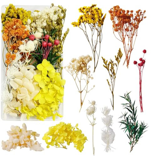 Slvoaujtk Fiori Secchi Decorativi Fiori Secchi per Candele Fiori Secchi per Bomboniere Fiori Secchi Fiori Secchi per Resina Fiori Secchi Naturali per la Decorazione Artigianale Fai da Te (Giallo)