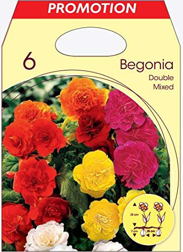 Holland Park Bulbi da Trapianto di Vari Colori e Tipologie a Fioritura Primaverile/Estiva (BEGONIA DOPPI VARI COLORI 6 BULBI)