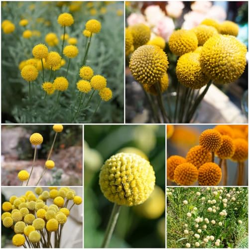 300 pcs trommelstock blumen samen - plant bodendecker winterhart mehrjährig gartenblumen Trommelstöckchen, topfpflanzen draußen winterhart winterfeste pflanzen für balkon hochbeete
