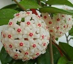 Green Seeds Co. hoya bonsais, bonsai en maceta, hoya carnosa flor bonsai Plantas de jardín, plantación perenne - 20 piezas/bolsa plantas de interior