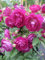 Rose Rosengarten Zweibrücken ® - Kletterrose - Warner Rose