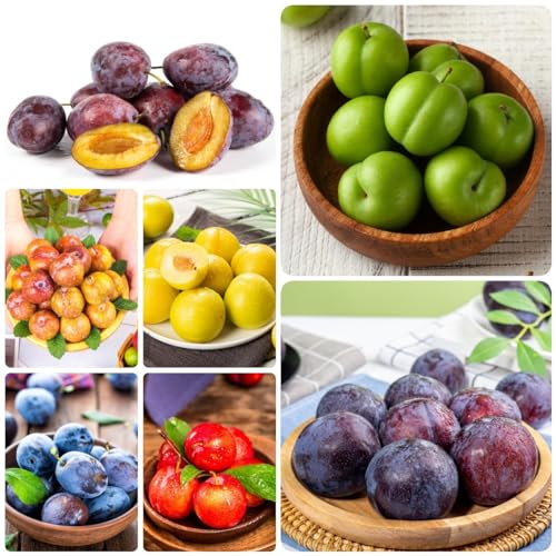 100 Pcs Pflaumenbaum Kaufen Samen - Winterharte Pflanzen Für Garten, Prunus Salicina, Herbst Deko Balkonpflanzen Steingartenpflanzen Winterhart Bodendecker Pflanzen Winterhart Säulenobst