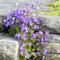 Serbische Bellflower, blau Wasserfall Samen - Campanula poscharskyana