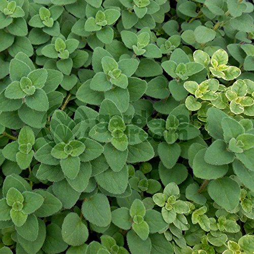 Oregano Hot' N' Spicy - 1 Plant - Garden Kitchen Herb for Cooking Planters Pot