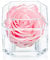 Eternal Petals A 100% Real Rose That Lasts Years, Handmade in UK – White Gold Solo (Pink Satin)