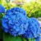 Saterkali Blaue Hortensien-Blumensamen, 50 Stück blaue Hortensien-Blumensamen, Gartenhofpflanzen, Bonsai-Topf, seltene Samen Blau
