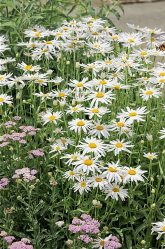 Margerite 'Alaska' im Topf Leucanthemum superbum winterhart duftend